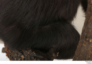 Chimpanzee Bonobo leg 0023.jpg